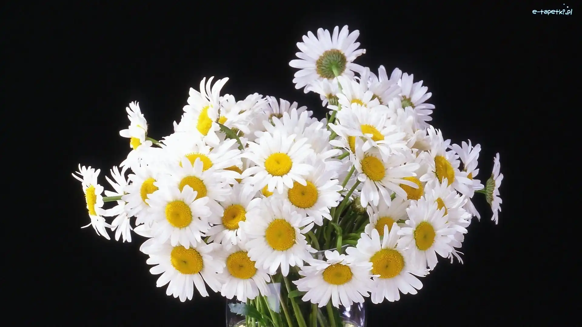 Margerytki, Bukiet