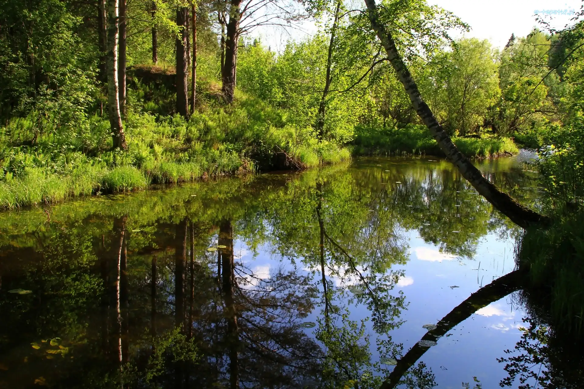 Drzewa, Rzeka