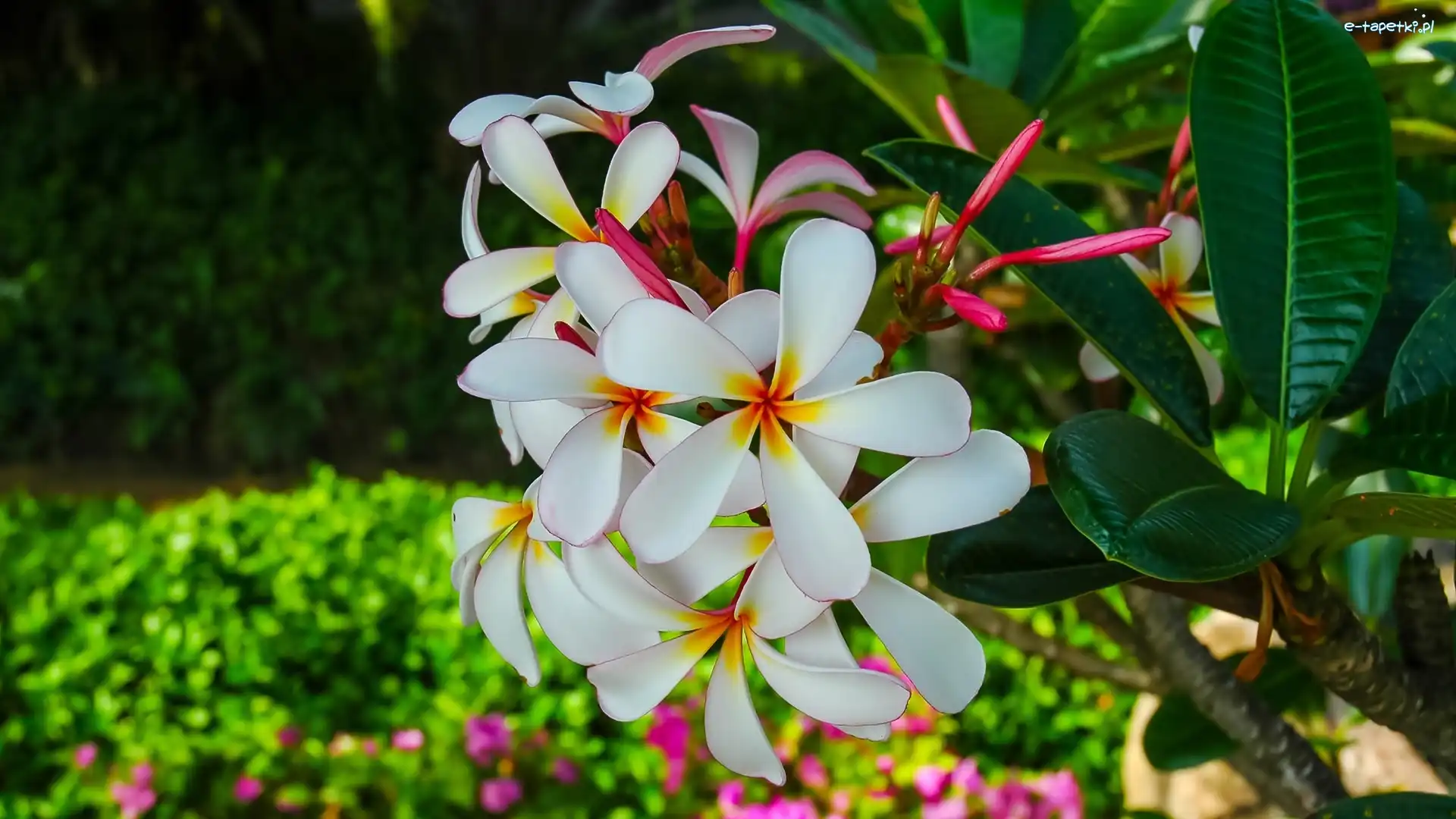 Liście, Plumeria, Kwiat