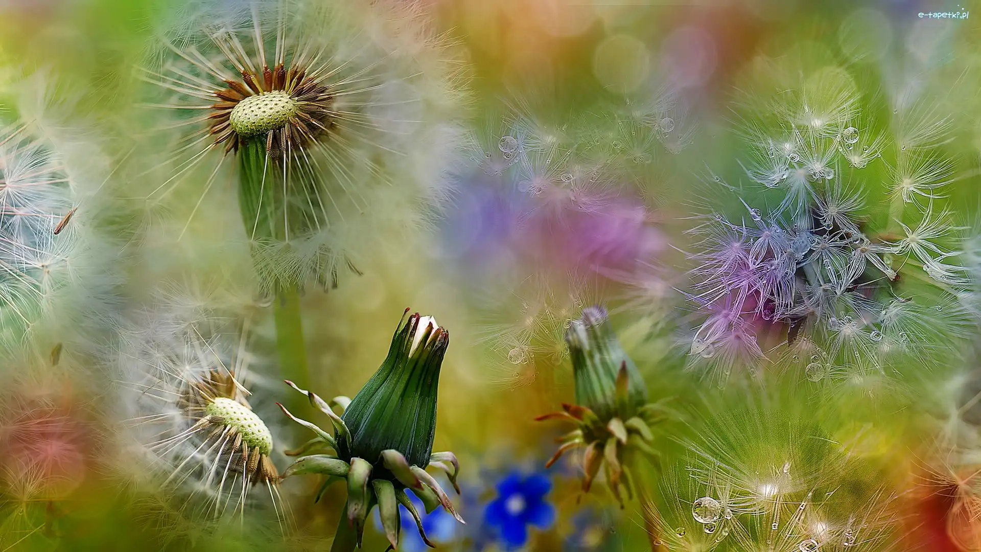Bokeh, Dmuchawce, Mniszek