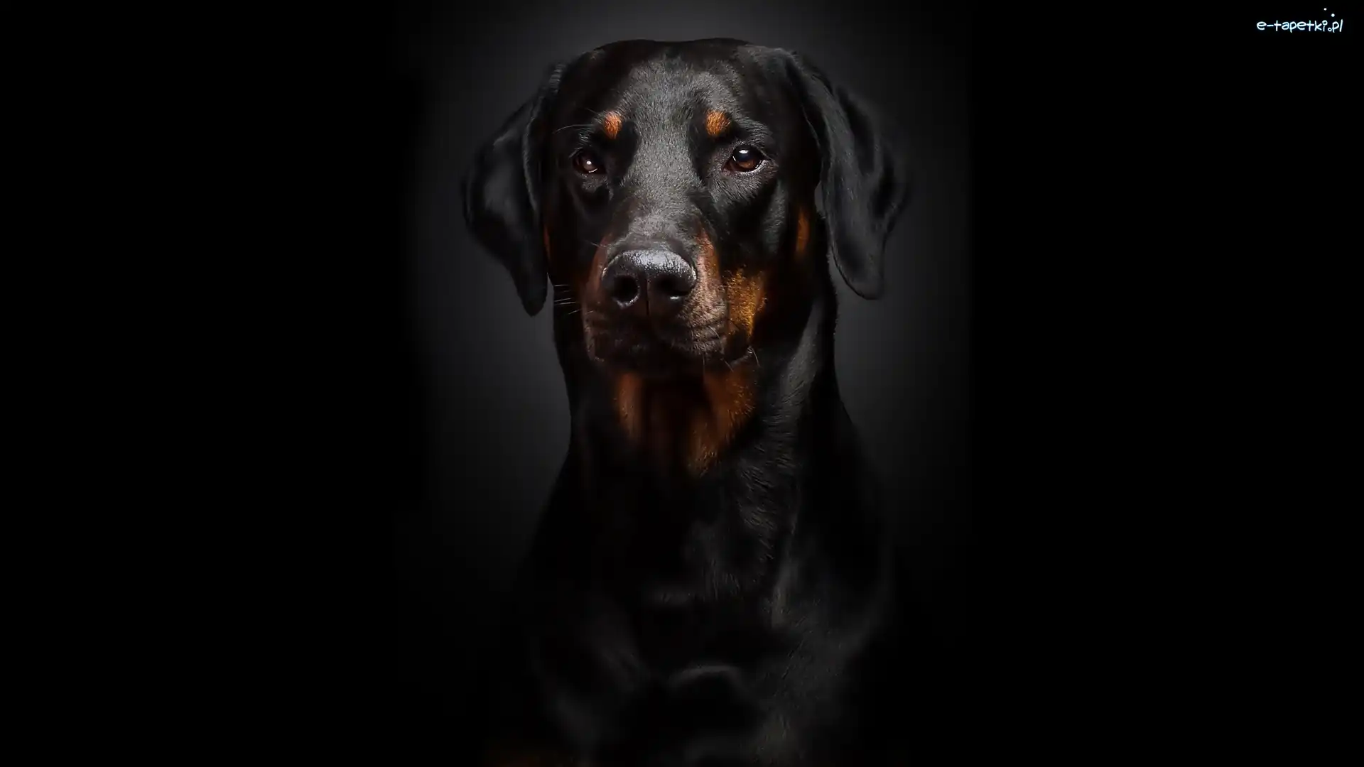 Portret, Tło, Czarne, Doberman
