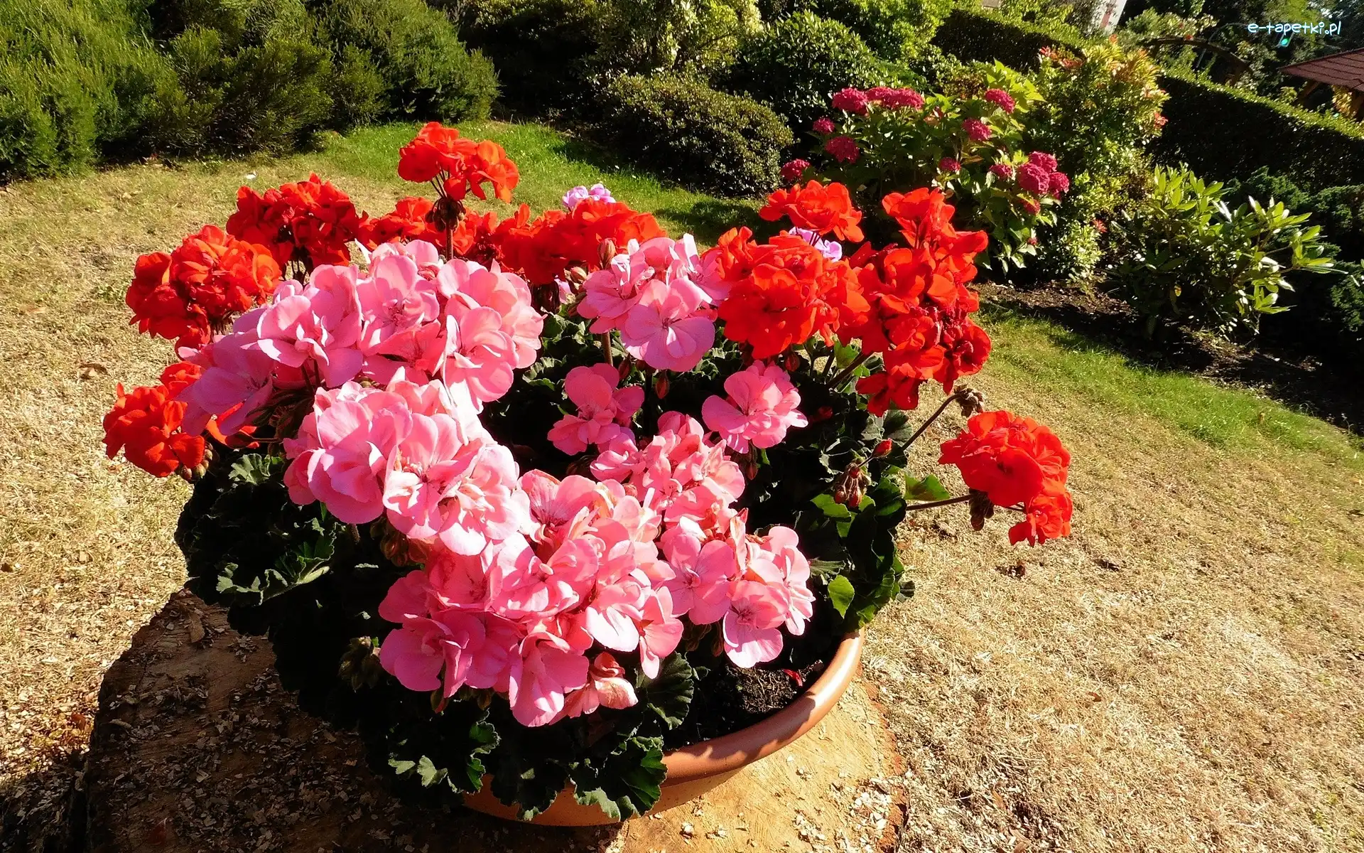 Pelargonie, Ogródek