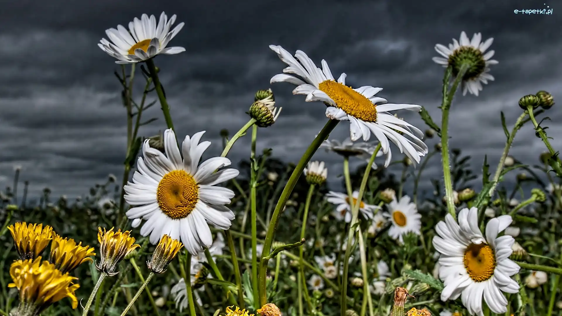 Margerytka, Niebo, Mniszek, Kwiaty