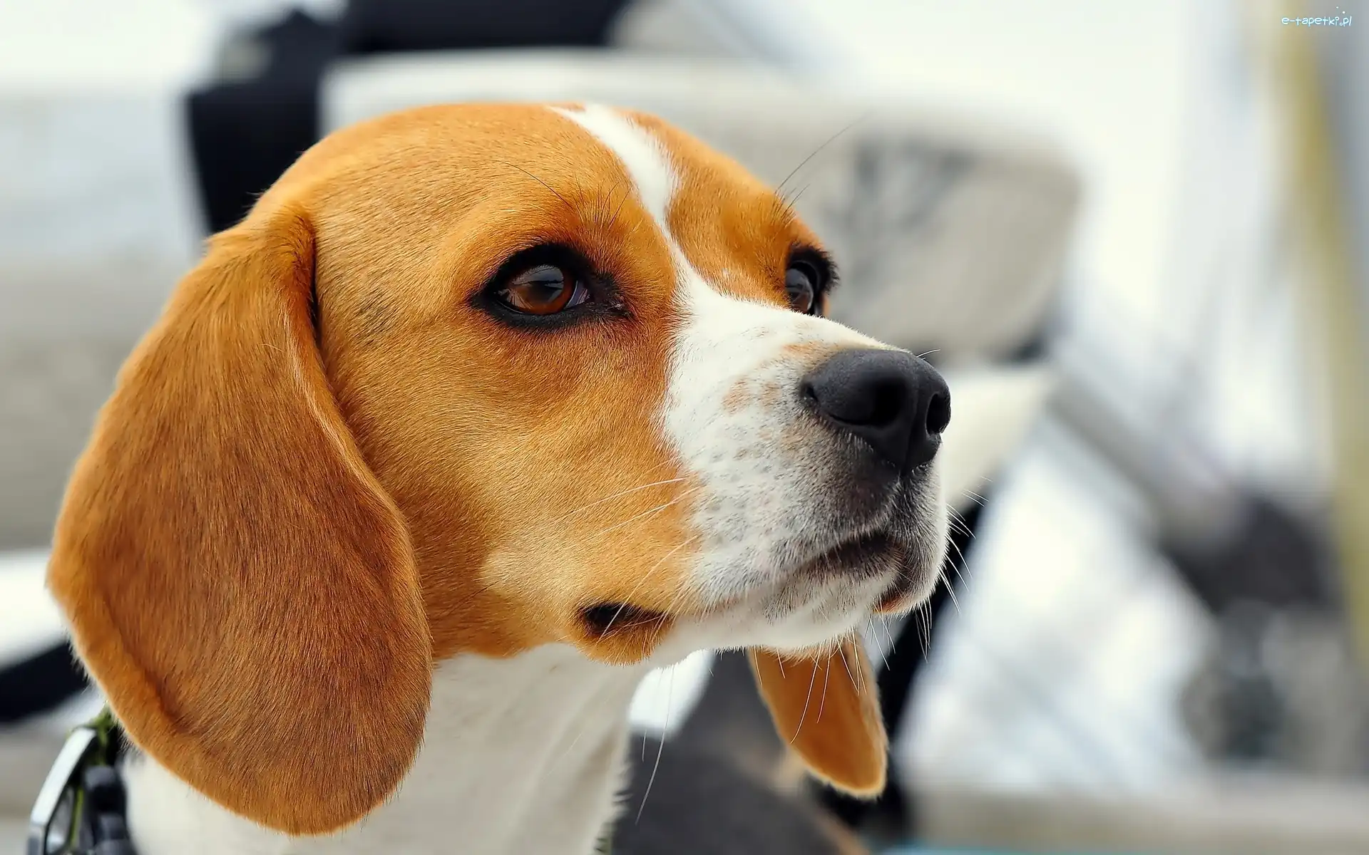 Mordka, Beagle