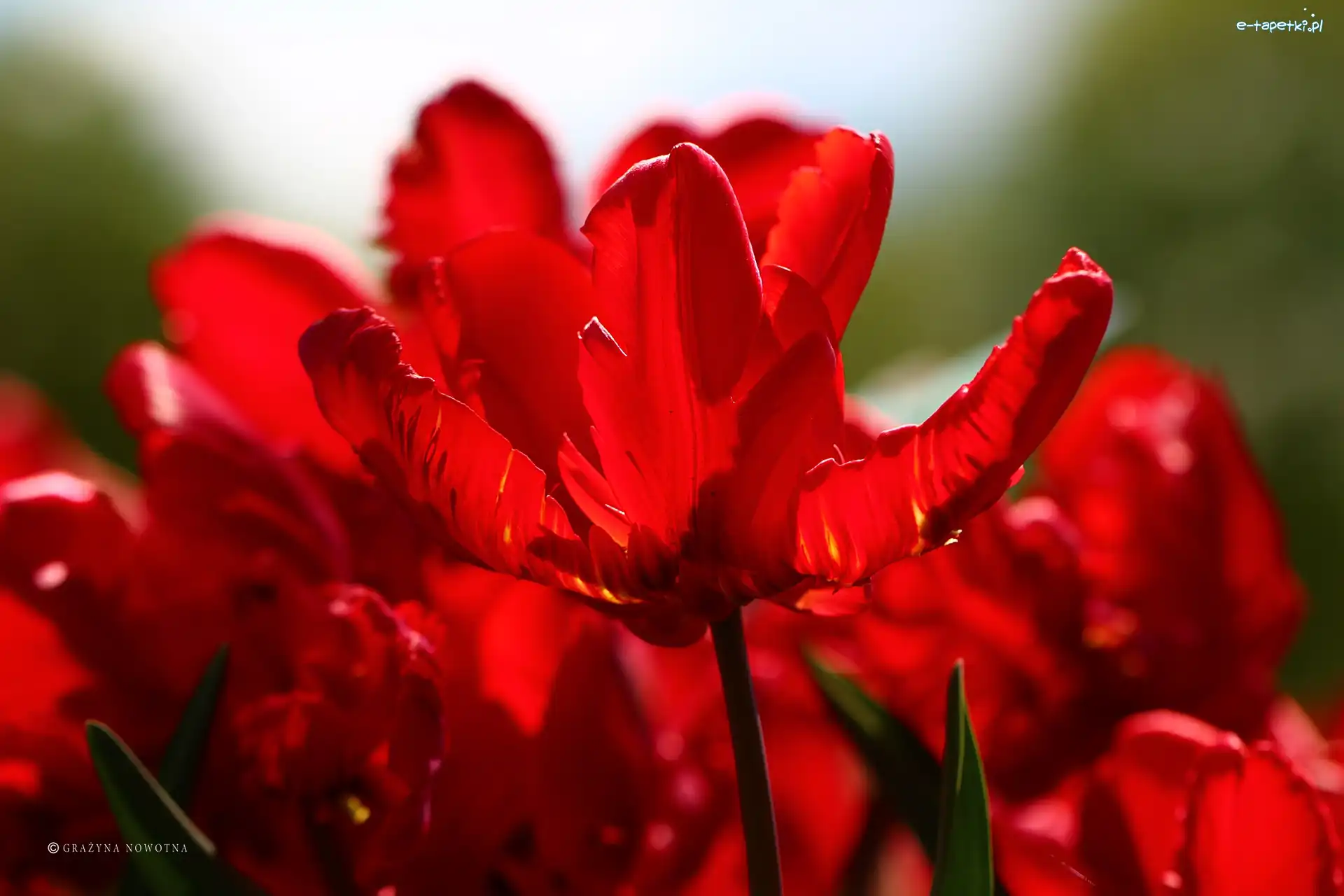 Kwiaty, Tulipany, Czerwone