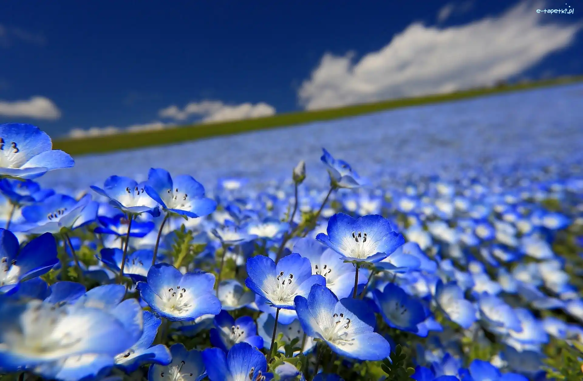 Łąka, Porcelanka, Nemophila menziesii, Krajobraz, Kwiaty, Niebieskie