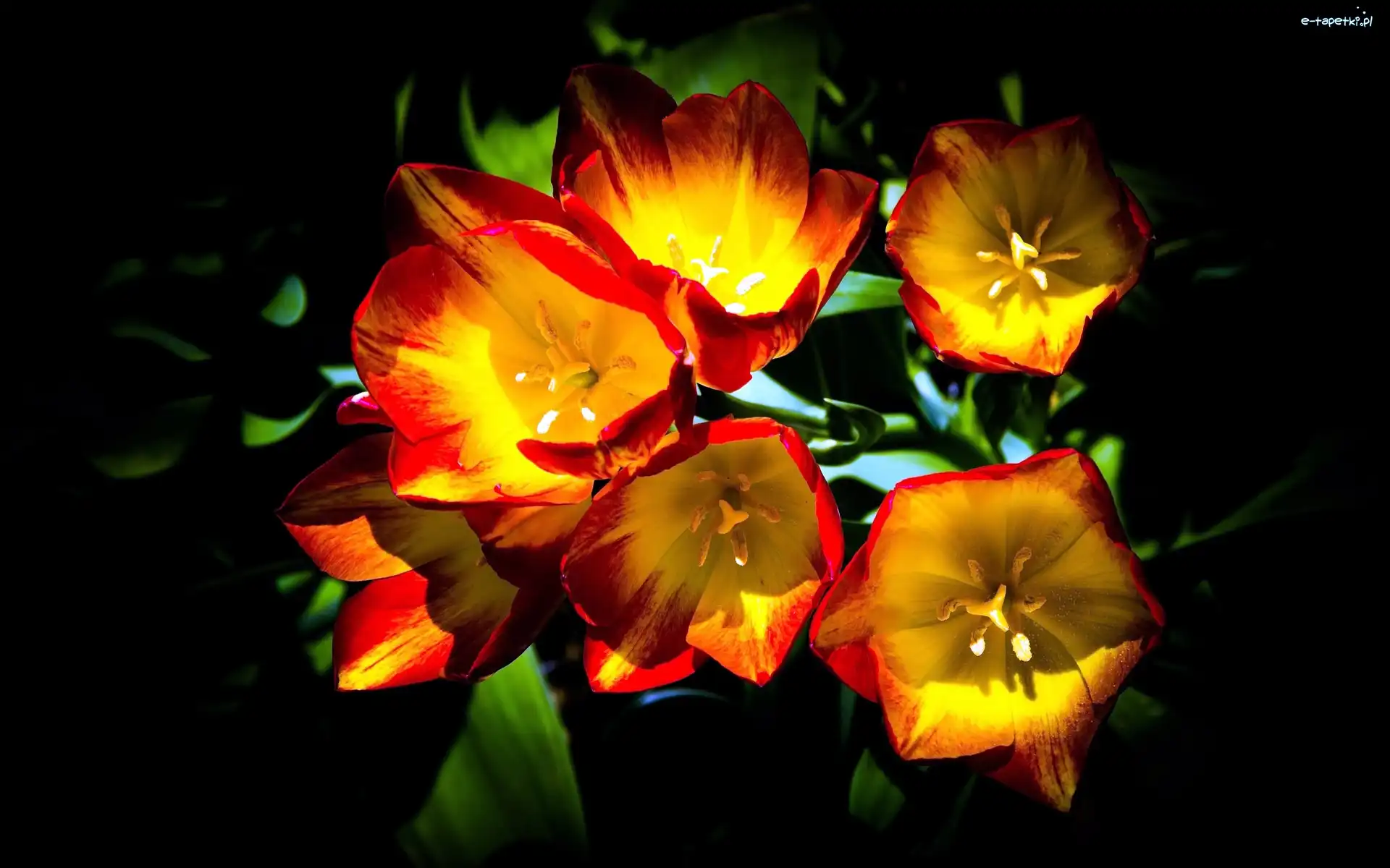 Makro, Przebijające Światło, Tulipany