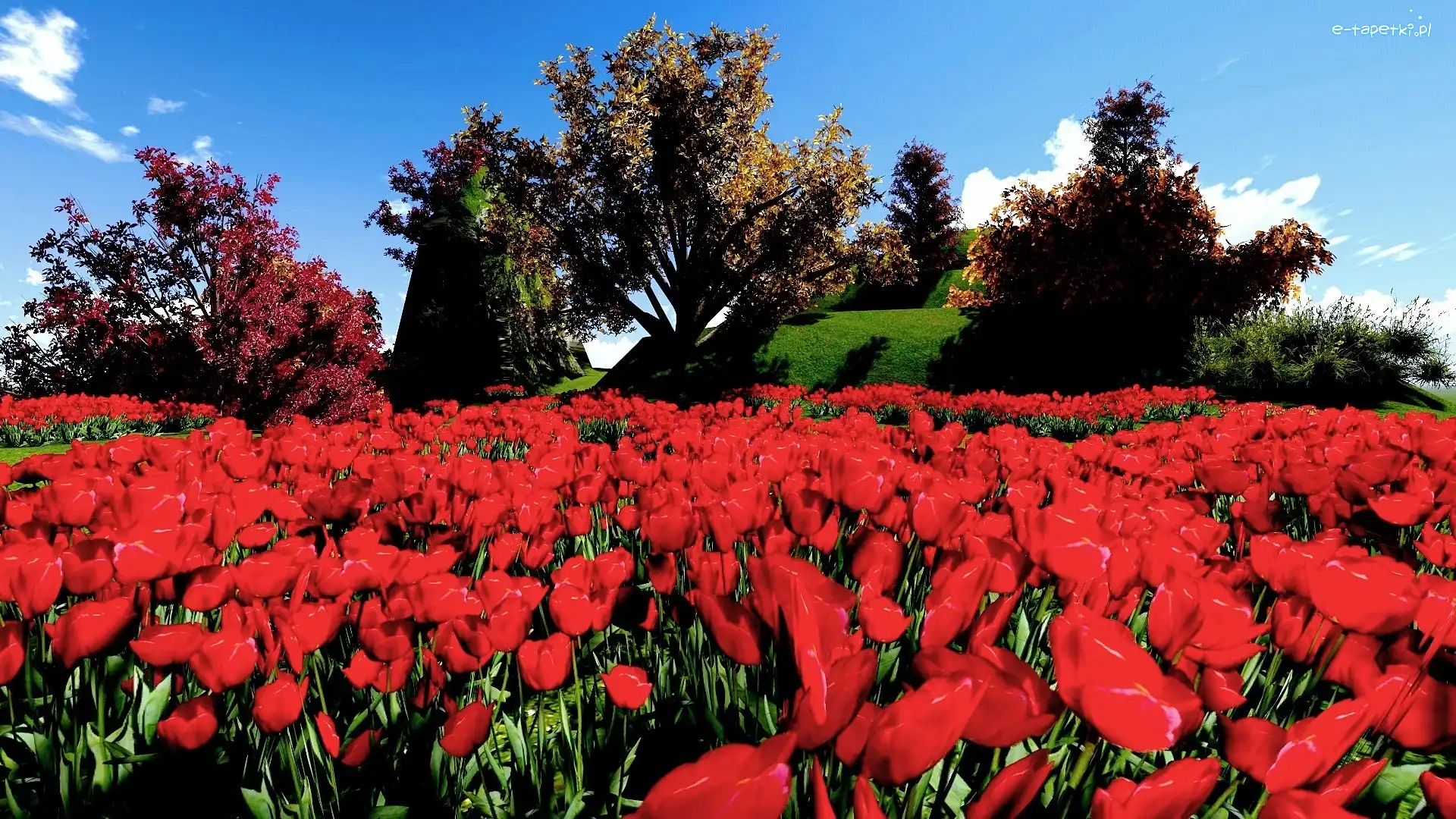 Par, Tulipany, Czerwone, Wiosna