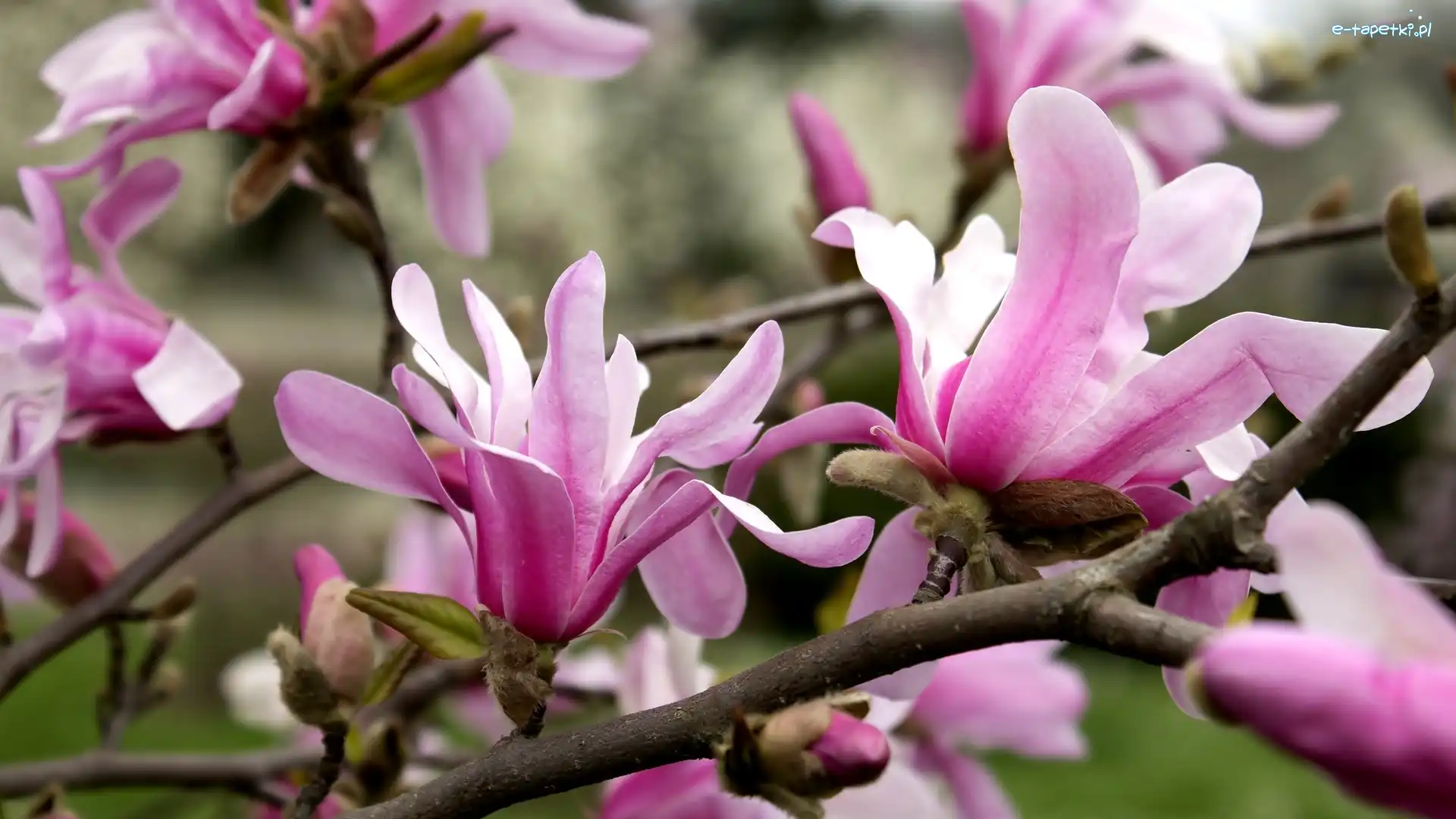 Magnolia, Kwiaty, Różowe