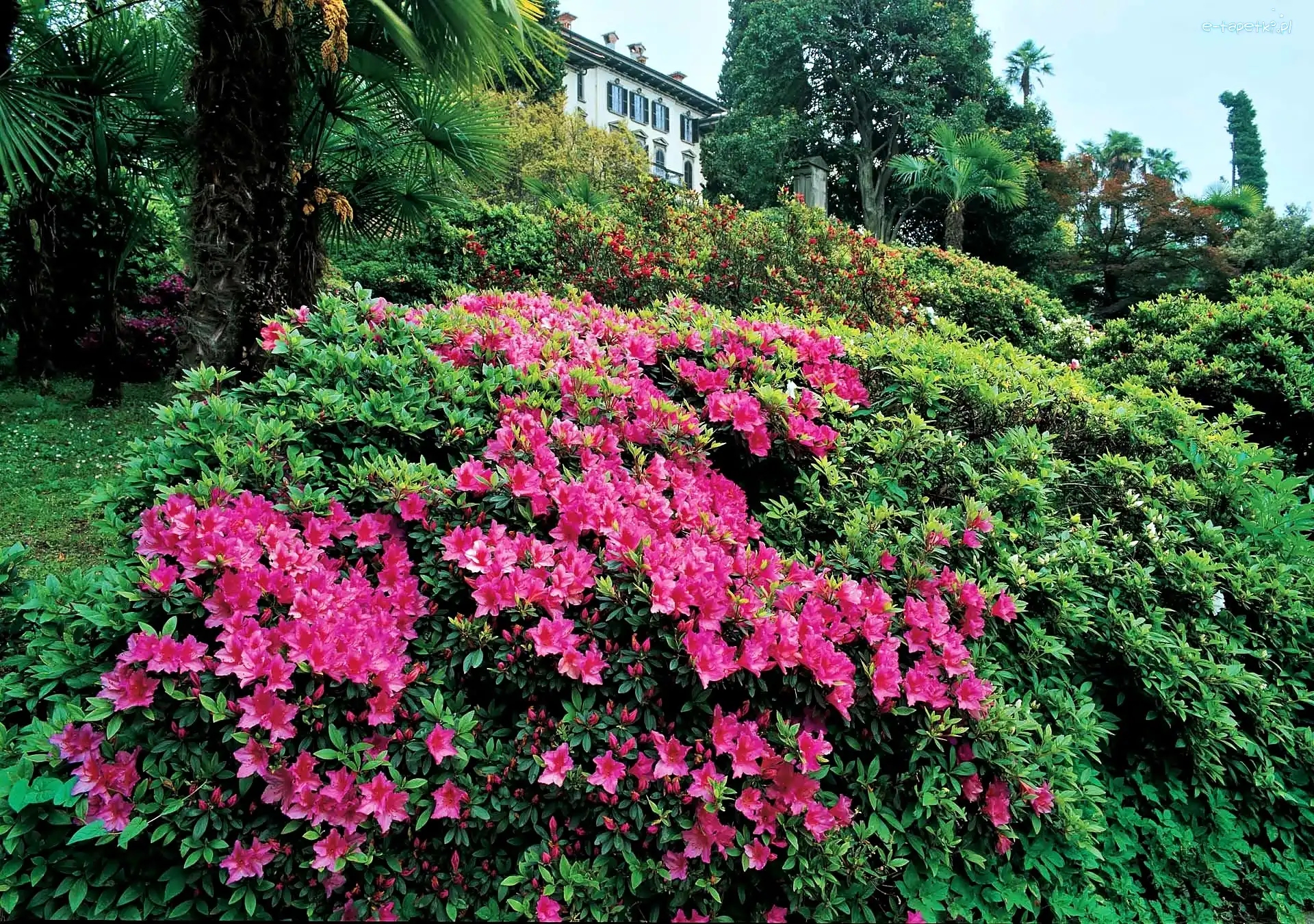 Wiosna, Rododendrony, Park, Pałac