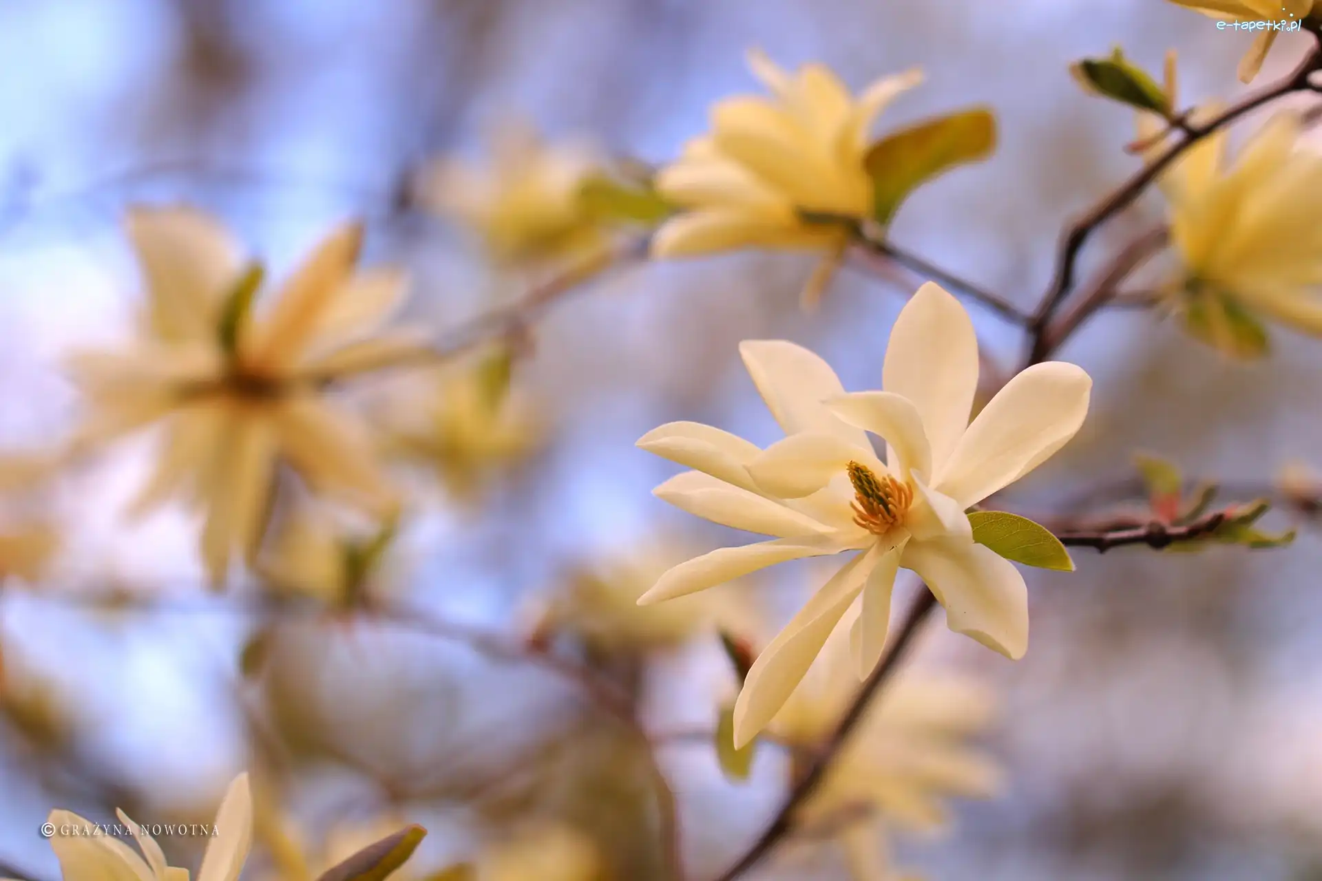 Białe, Krzew, Kwiaty, Magnolia