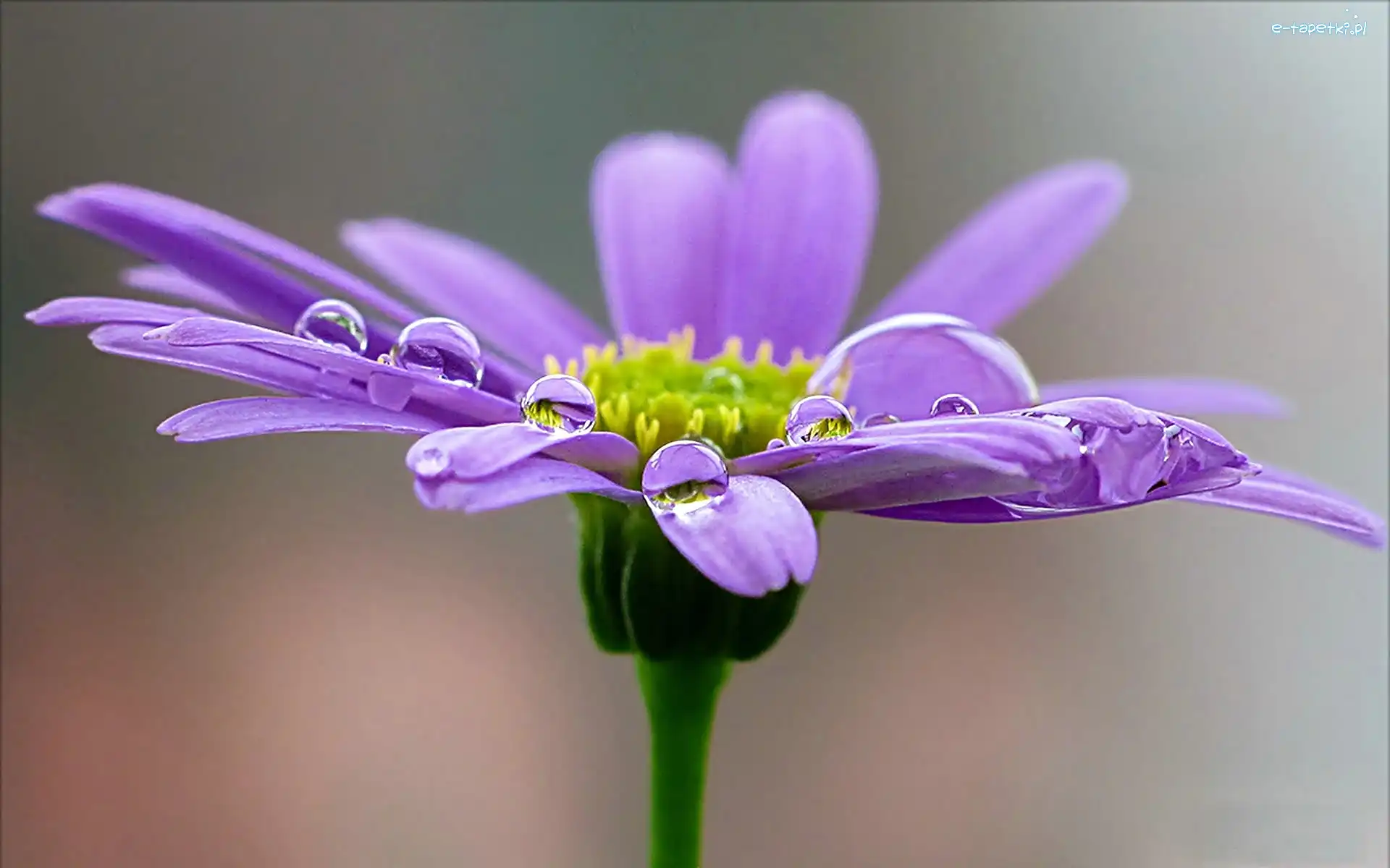Krople Rosy, Gerbera, Kwiat