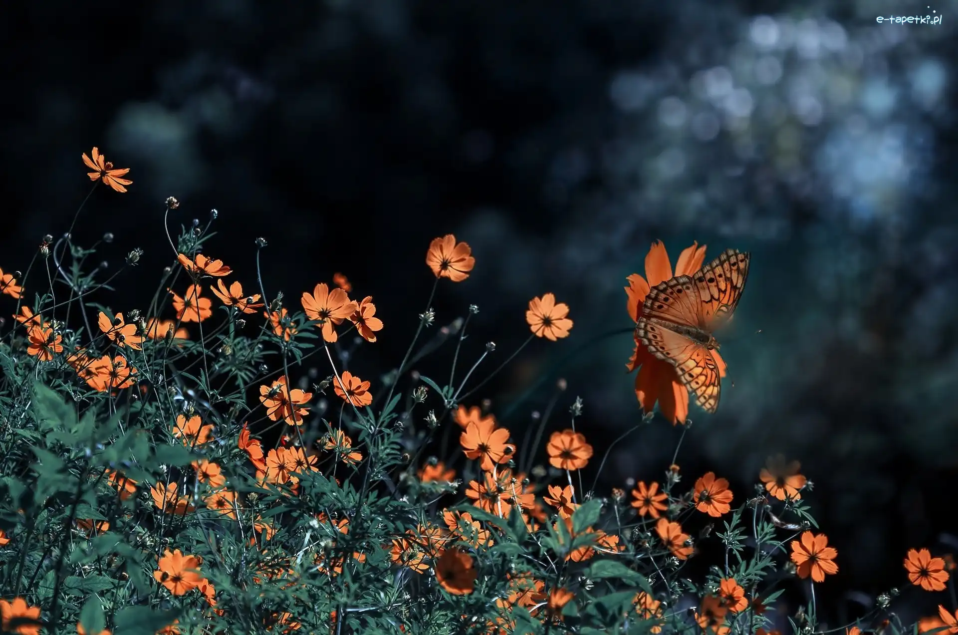 Motyl, Kwiaty, Pomarańczowe