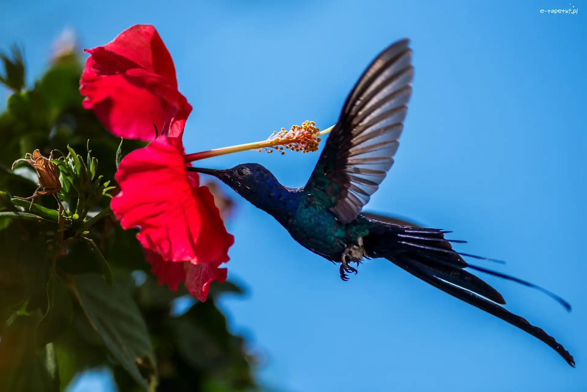 Kwiat, Ptak, Koliber, Hibiskus