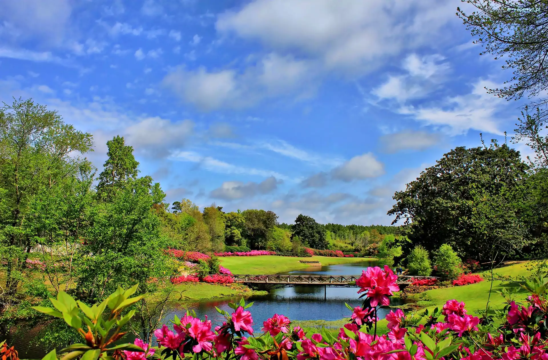 Łąka, Rzeka, Most, Rododendrony, Las, Wiosna