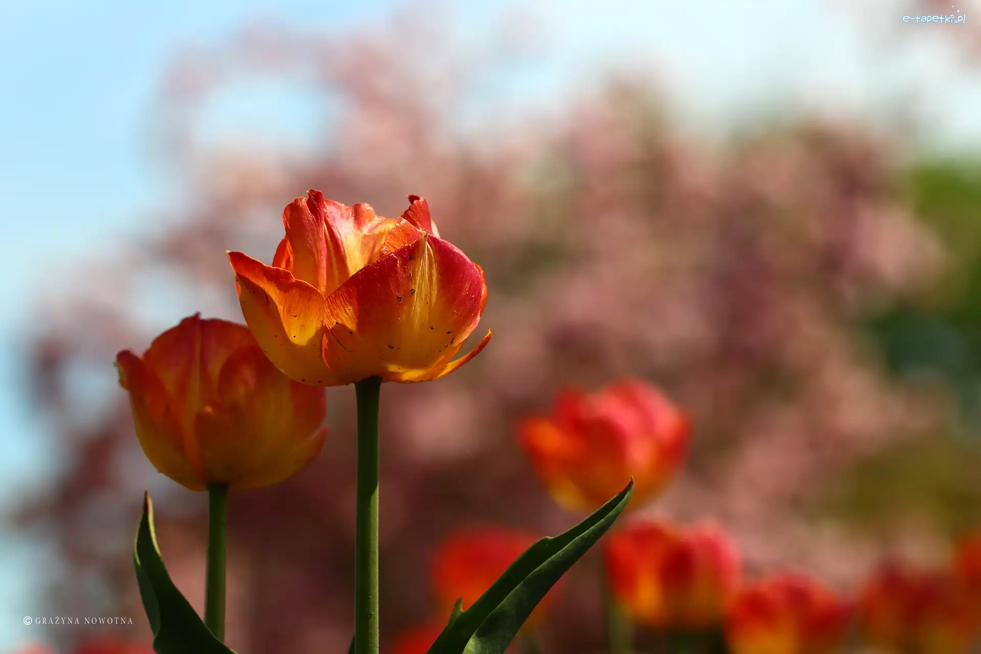 Tulipany, Czerwone, Żółto