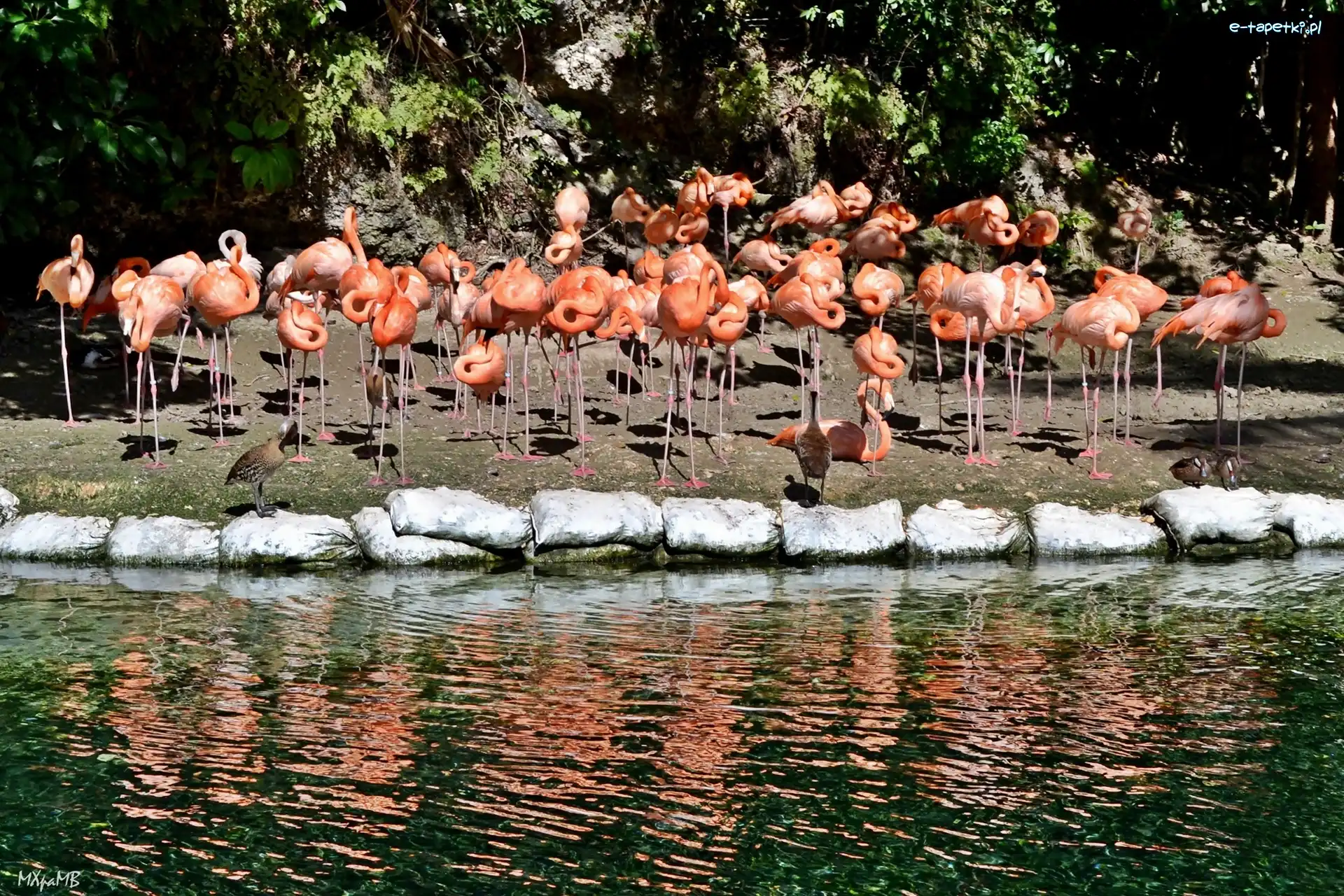 Odbicie, Woda, Flamingi