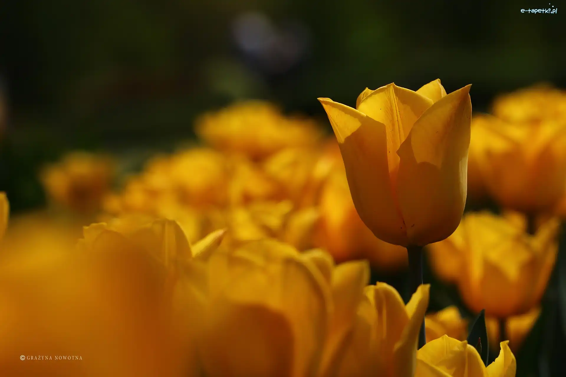 Kwiaty, Tulipany, Żółte