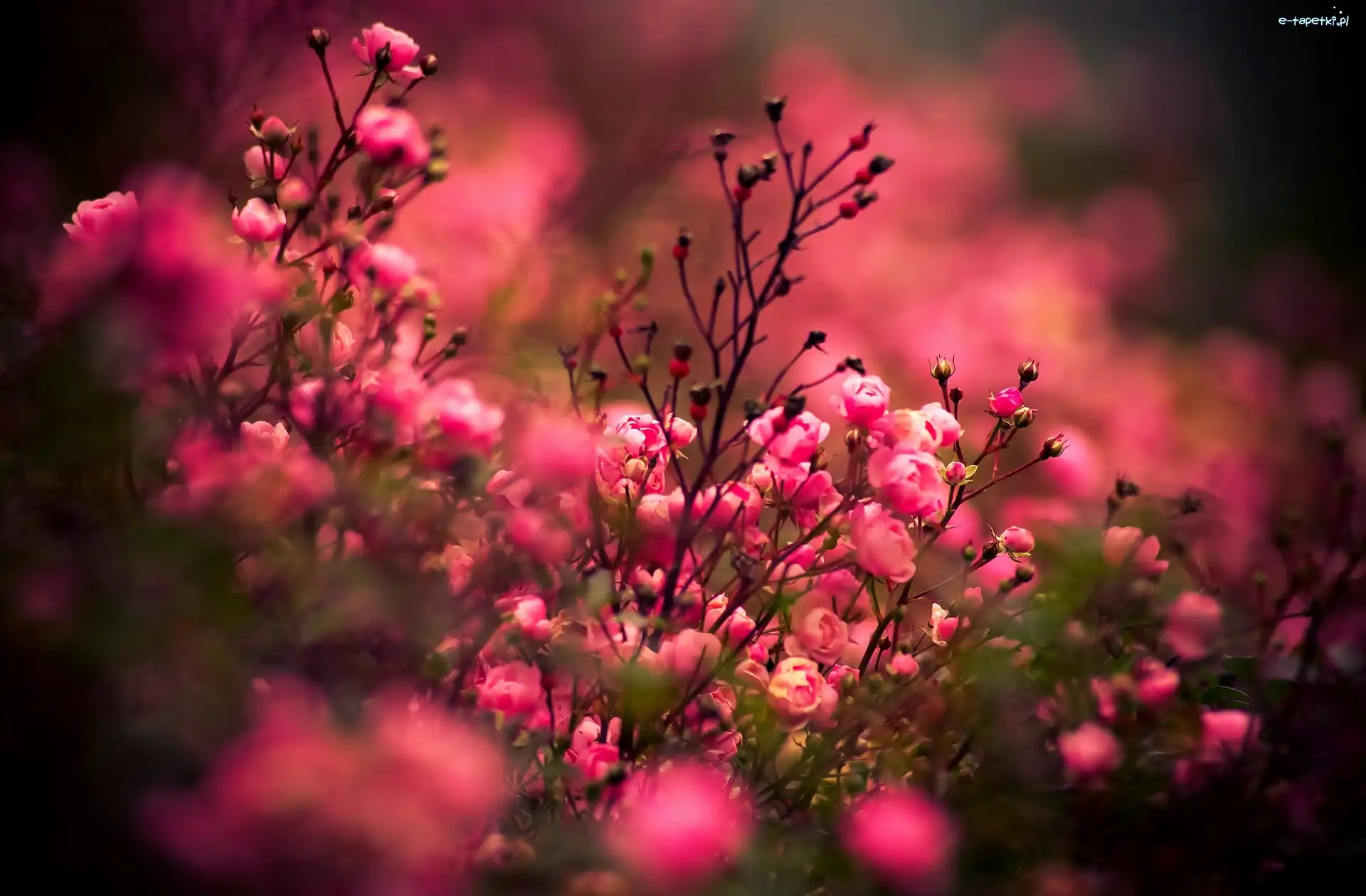 Bokeh, Róże, Czerwone
