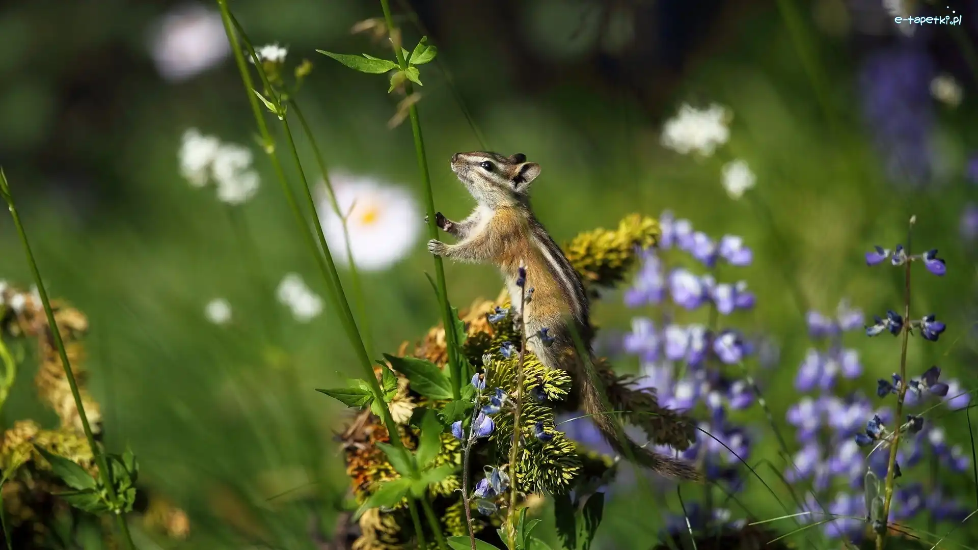 Trawa, Chipmunk, Rośliny