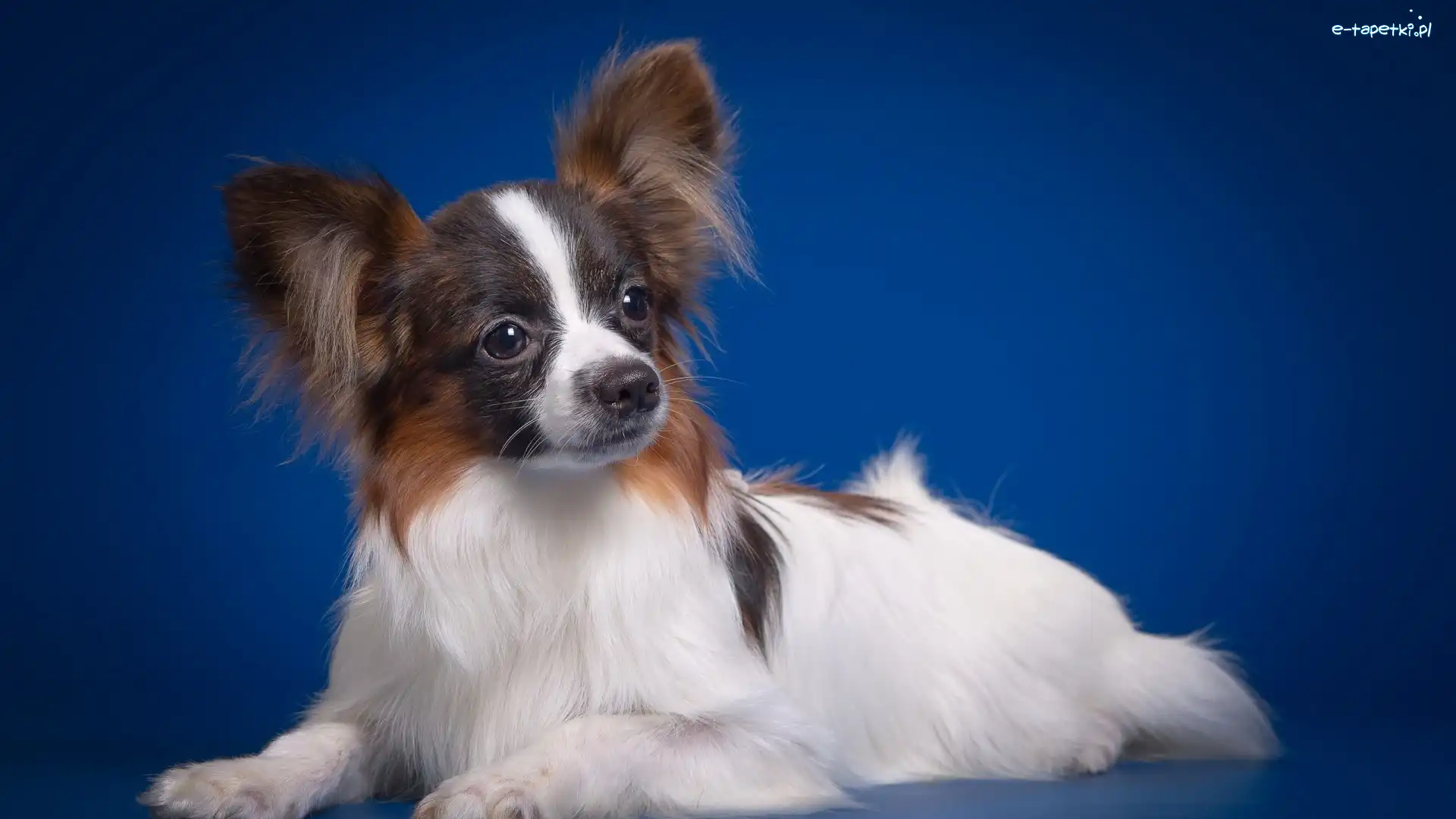 Papillon, Spaniel kontynentalny miniaturowy, Pies