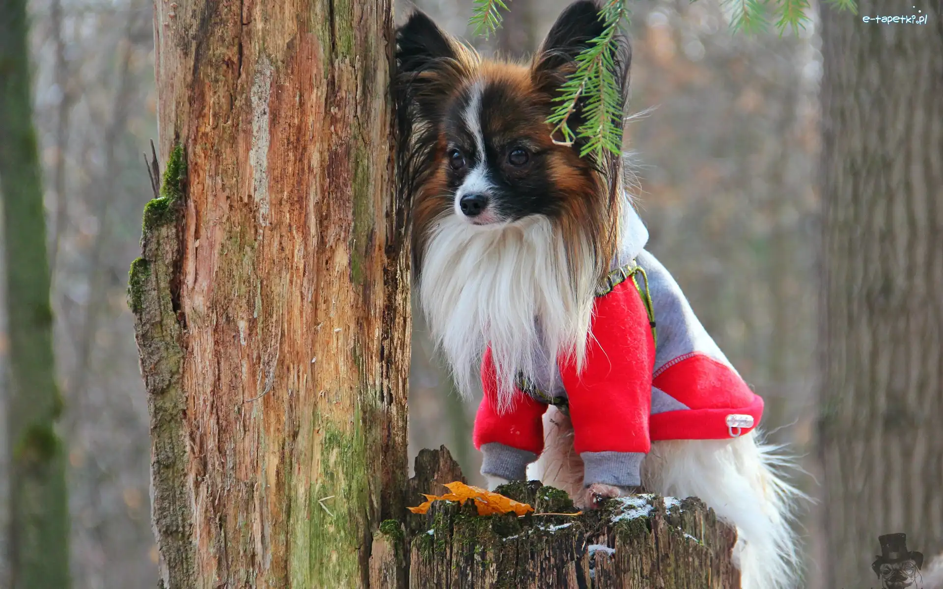 Ubranko, Drzewo, Papillon