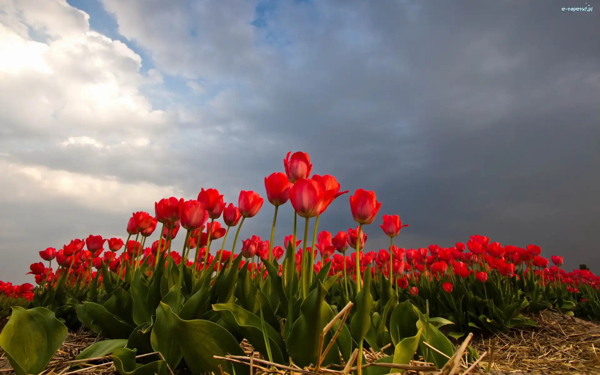 Uprawa, Tulipany, Czerwone