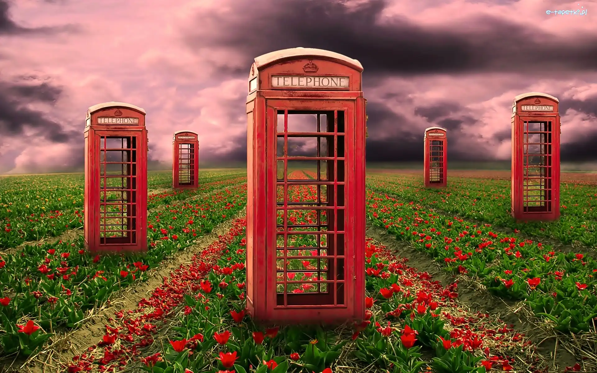 Pole, Tulipany, Czerwone, Telefoniczne, Budki