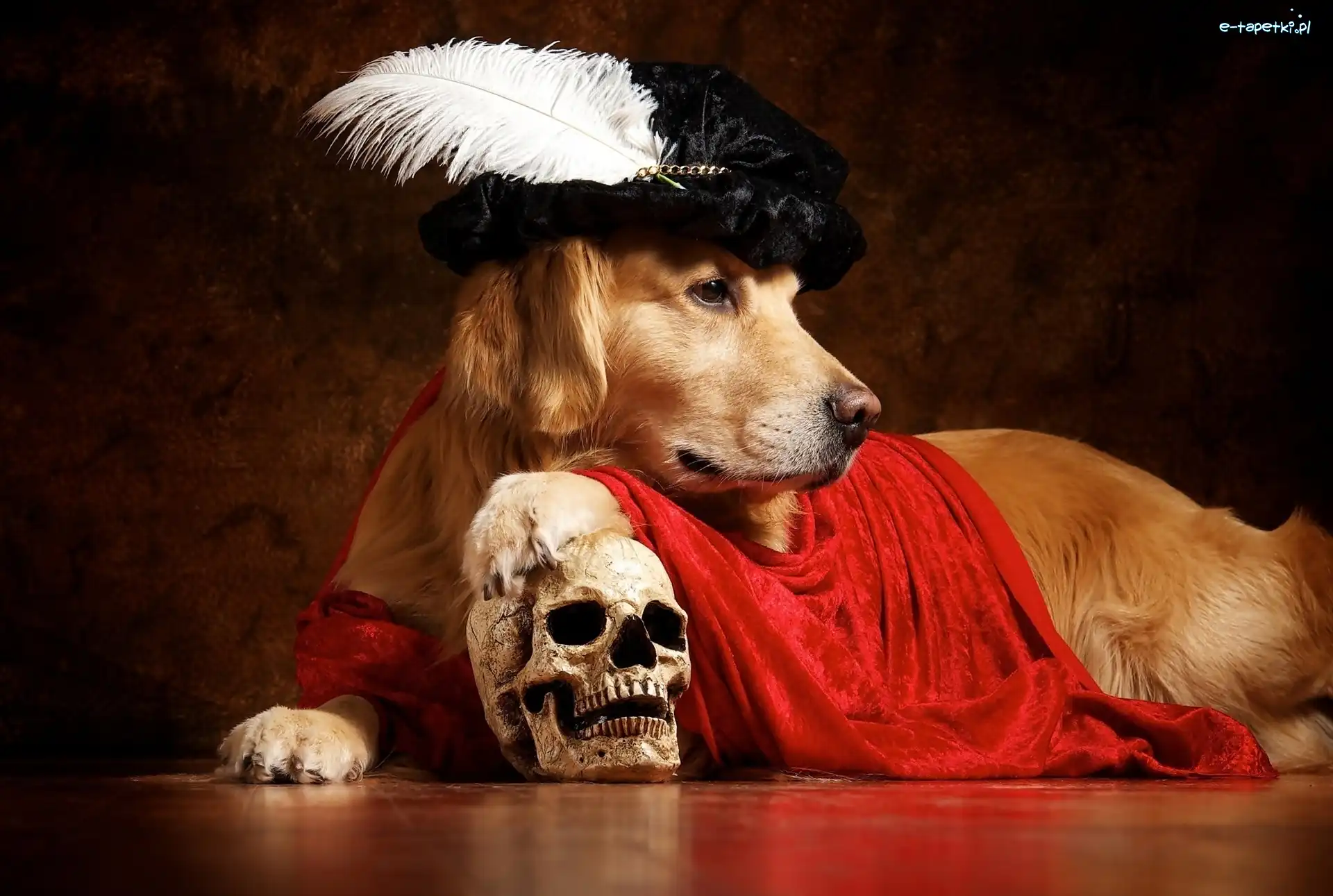 Pies, Czapka, Czaszka, Golden Retriever, Pióro