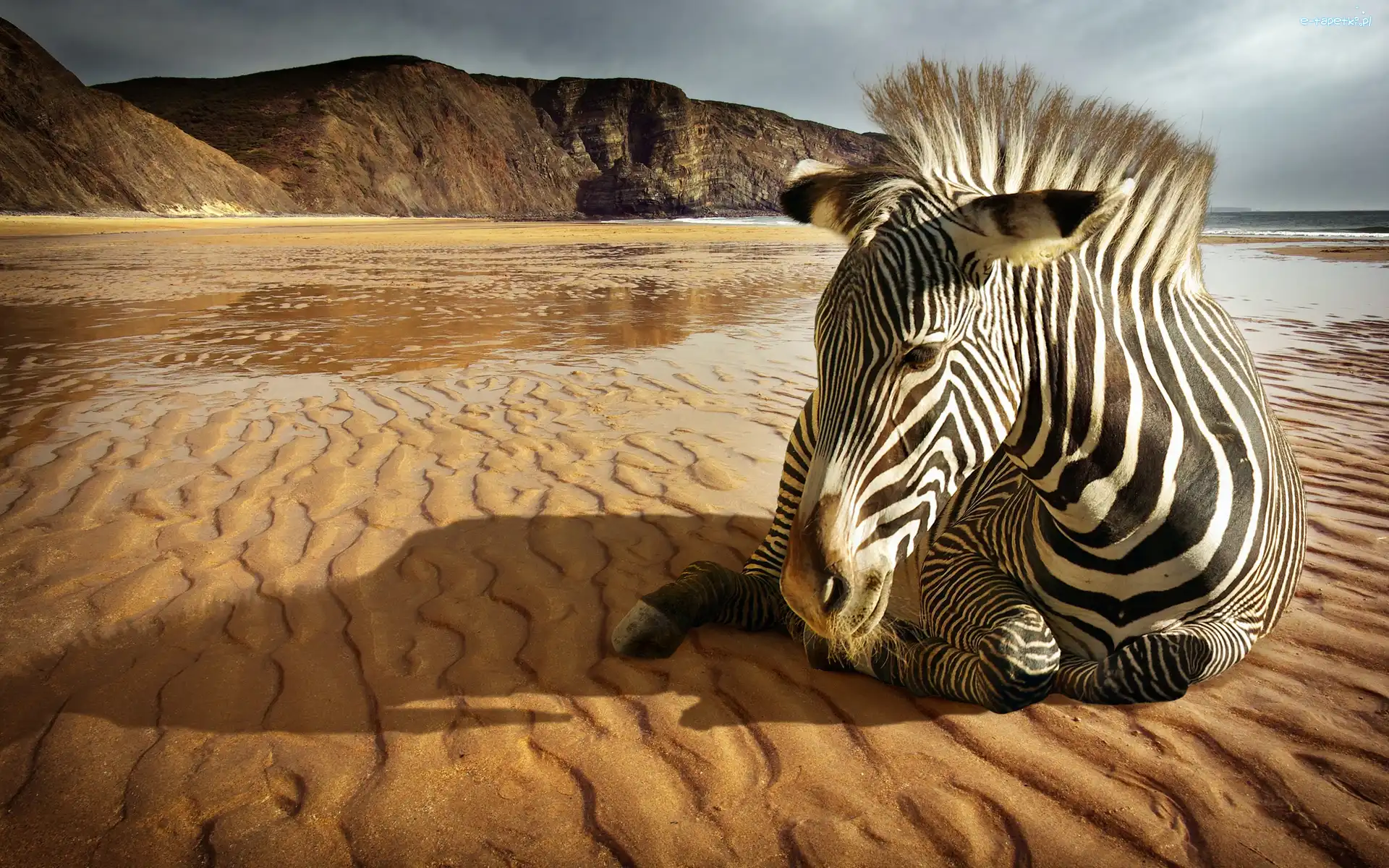 Góry, Plaża, Zebra