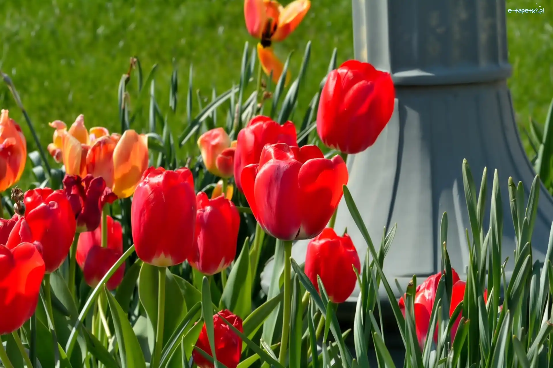 Tulipany, Czerwone