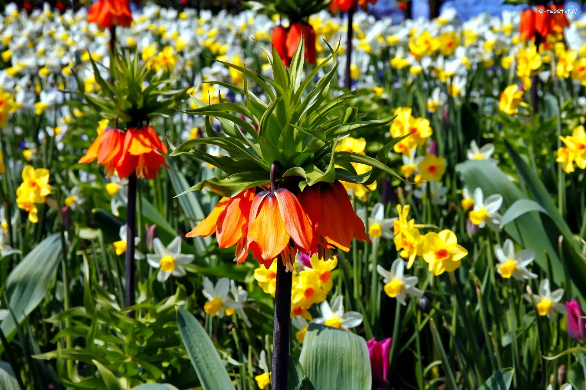 Fritillaria, Kwiaty, Szachownica, Ogród, Lato