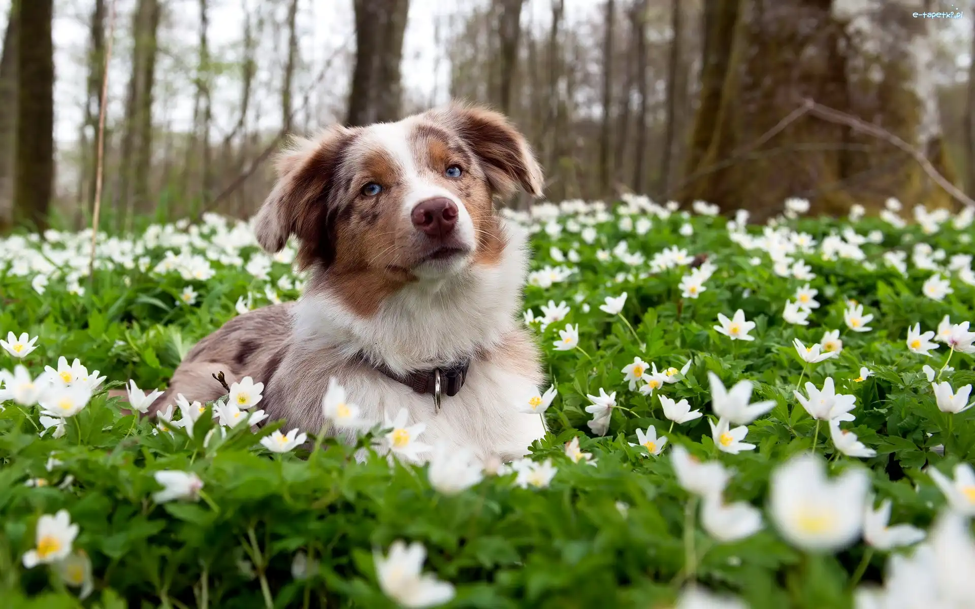 Łąka, Kwiaty, Białe, Border Collie