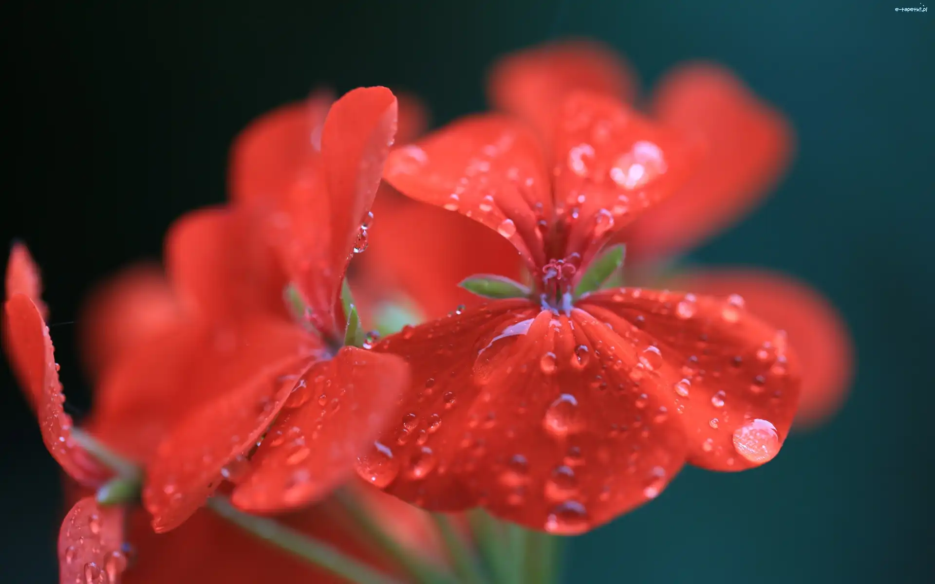 Geranium, Kwiat