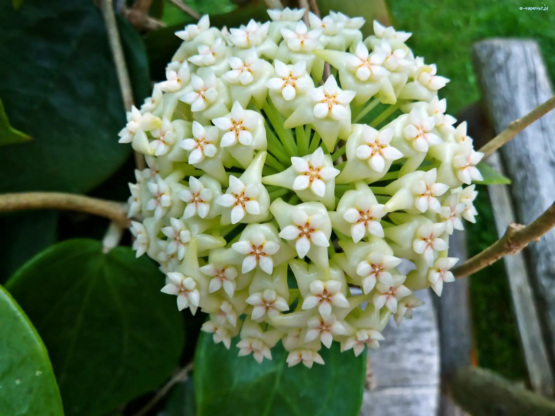 Biała, Woskownica, Hoja