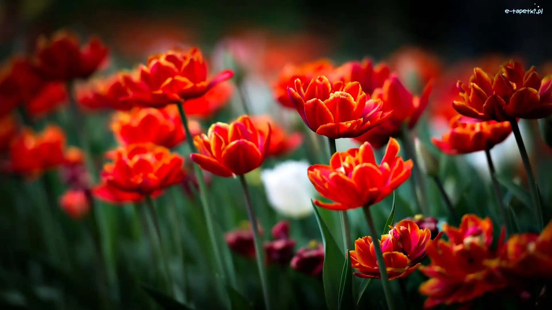 Tulipany, Czerwone