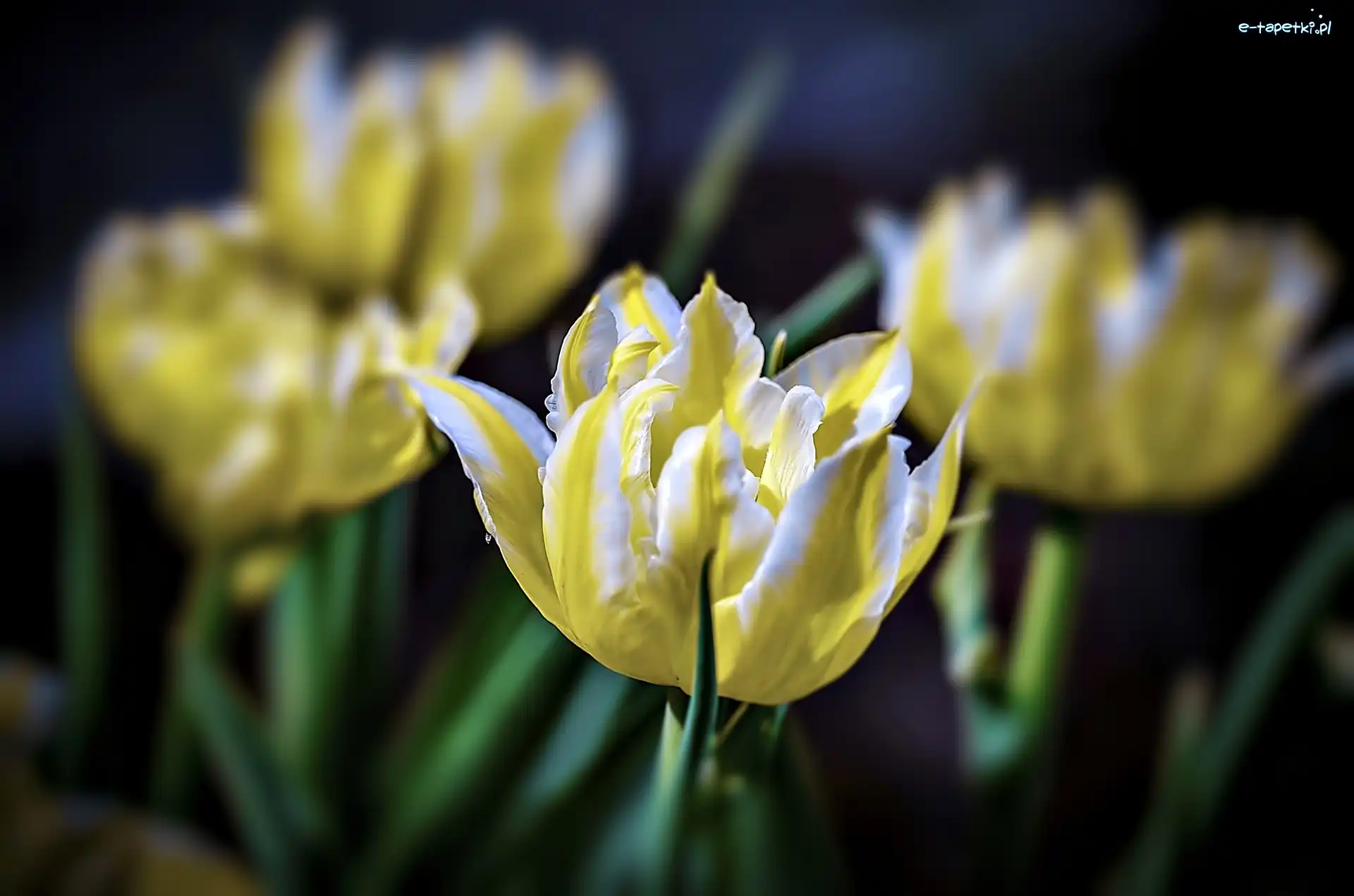 Tulipany, Żółte