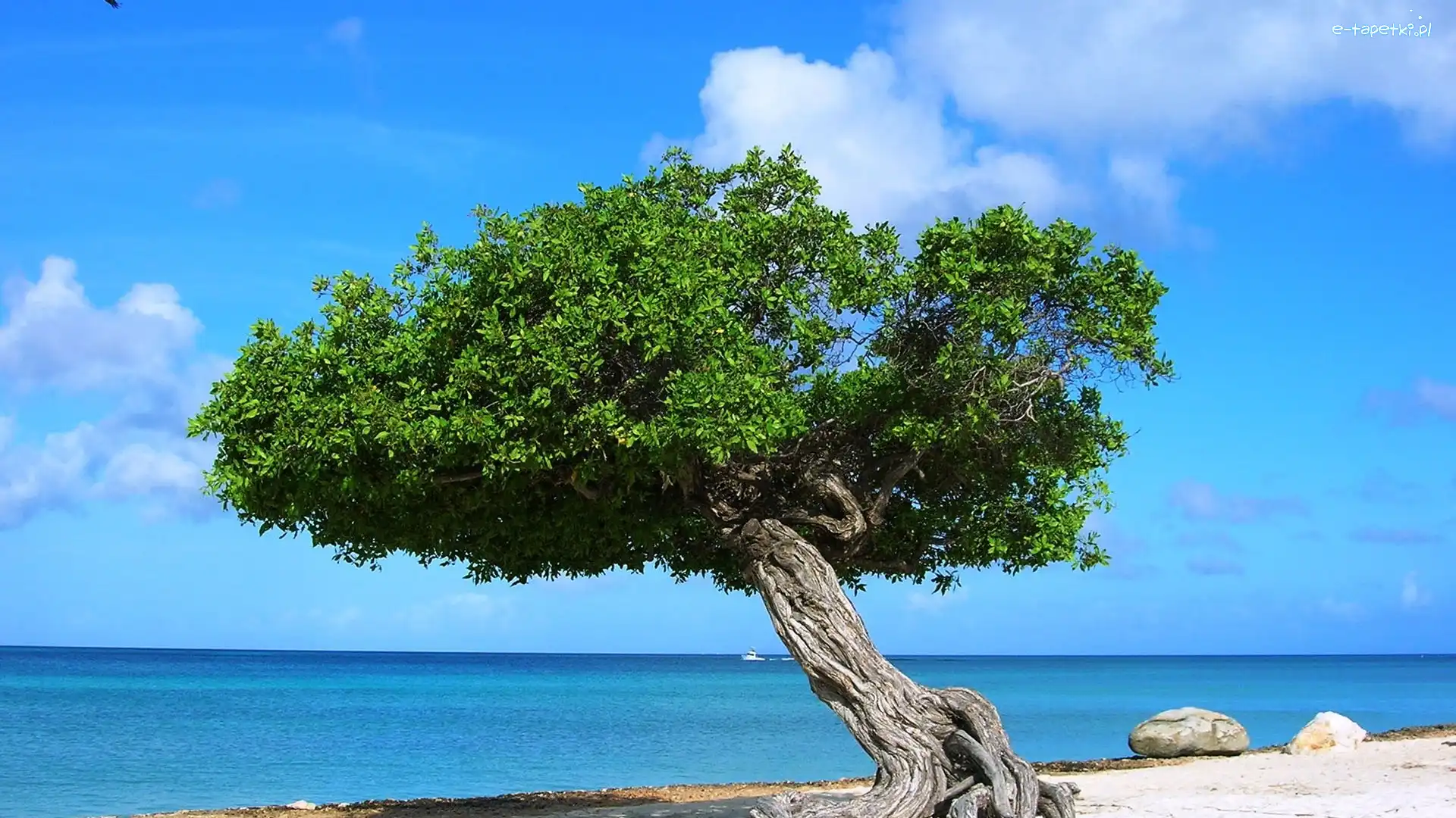Aruba, Drzewo, Morze