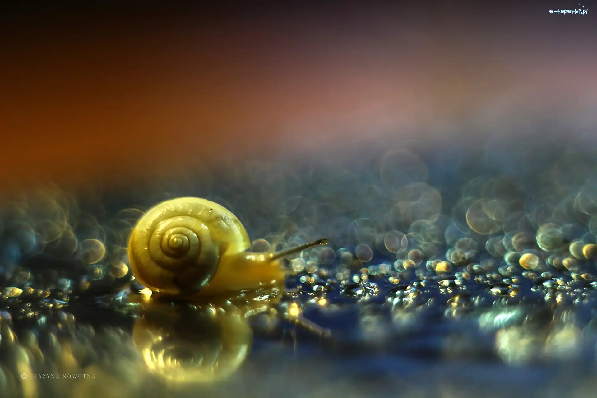 Bokeh, Muszla, Ślimak