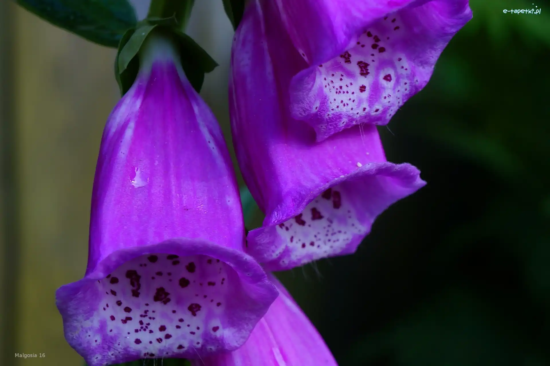 Naparstnica Purpurowa, Kwiat