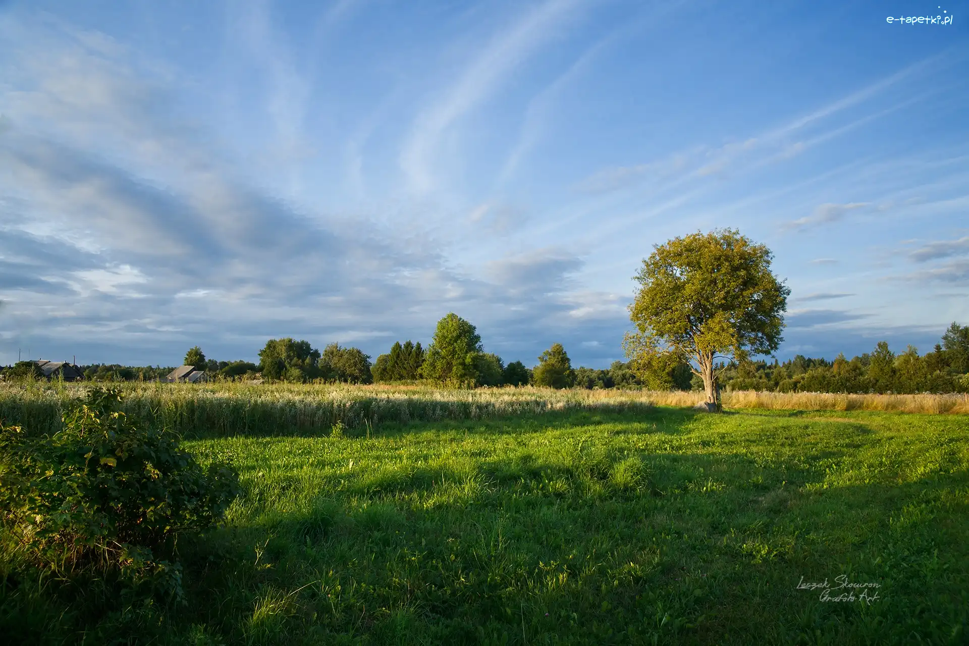 Niebo, Łąka, Trawa