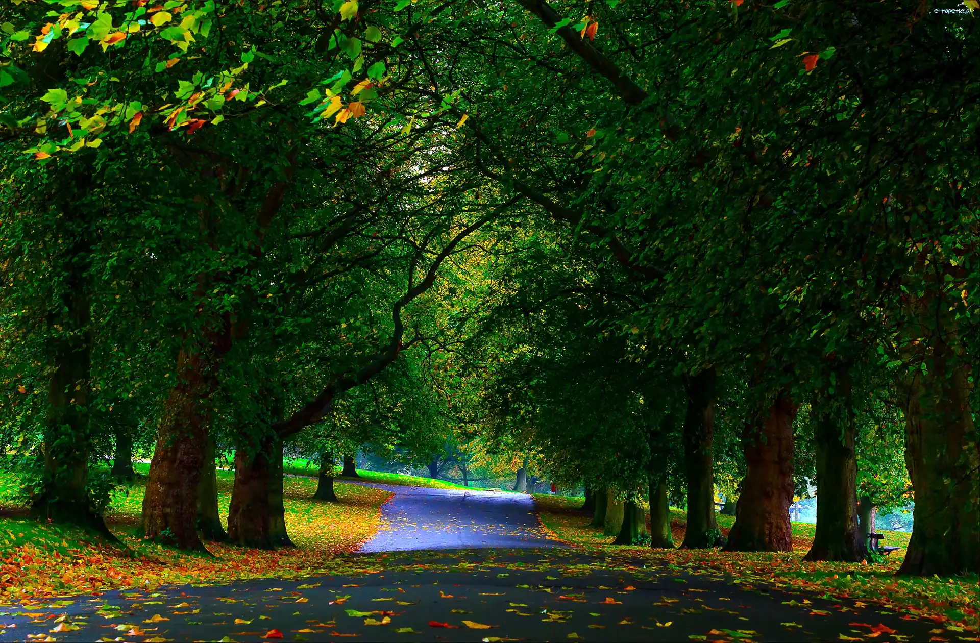 Liście, Drzewa, Ławki, Jesień, Alejki, Park