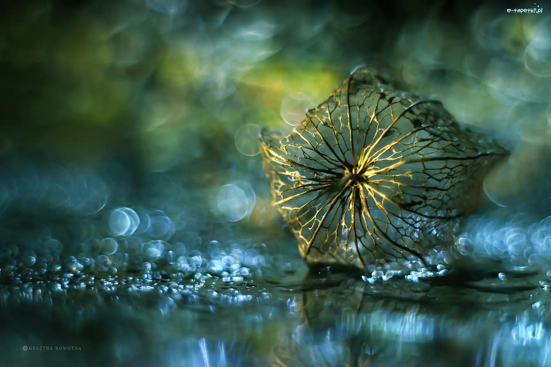 Roślina, Bokeh, Sucha, Miechunka Rozdęta