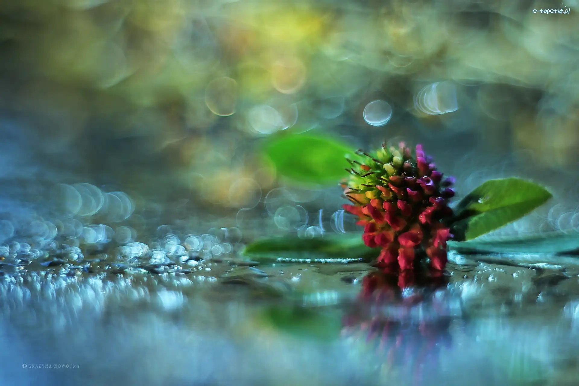 Różowa, Bokeh, Kwiat, Koniczyna