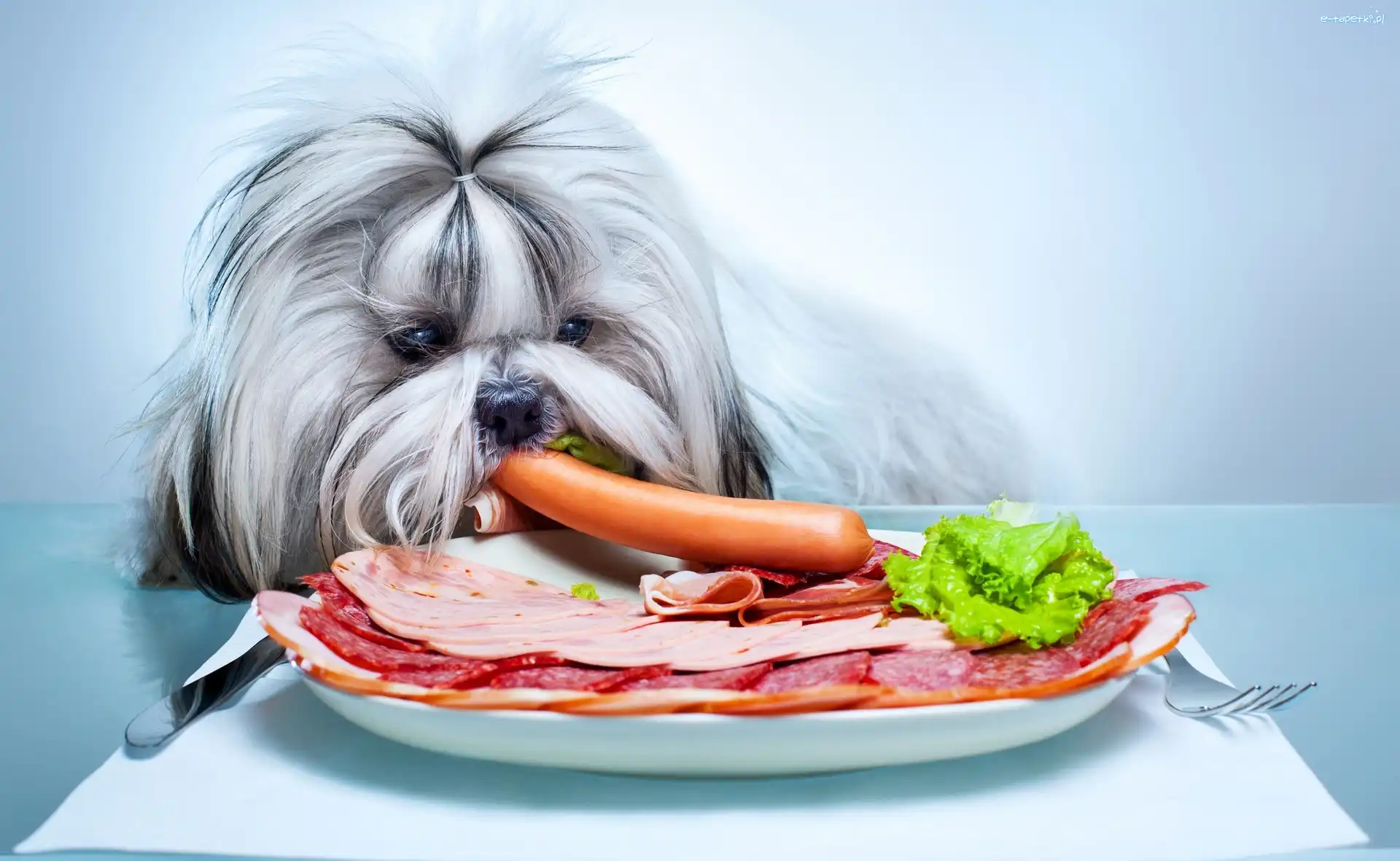 Wędlina, Shih Tzu, Śniadanko, Pies