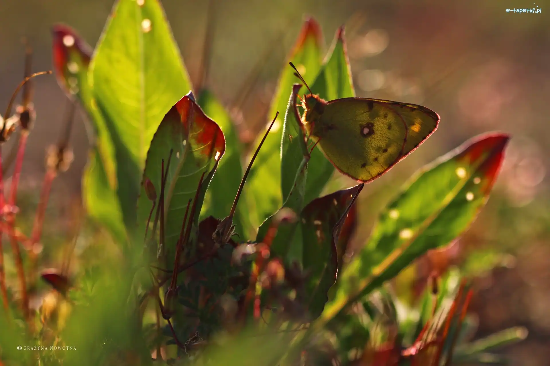 Rośliny, Motyl