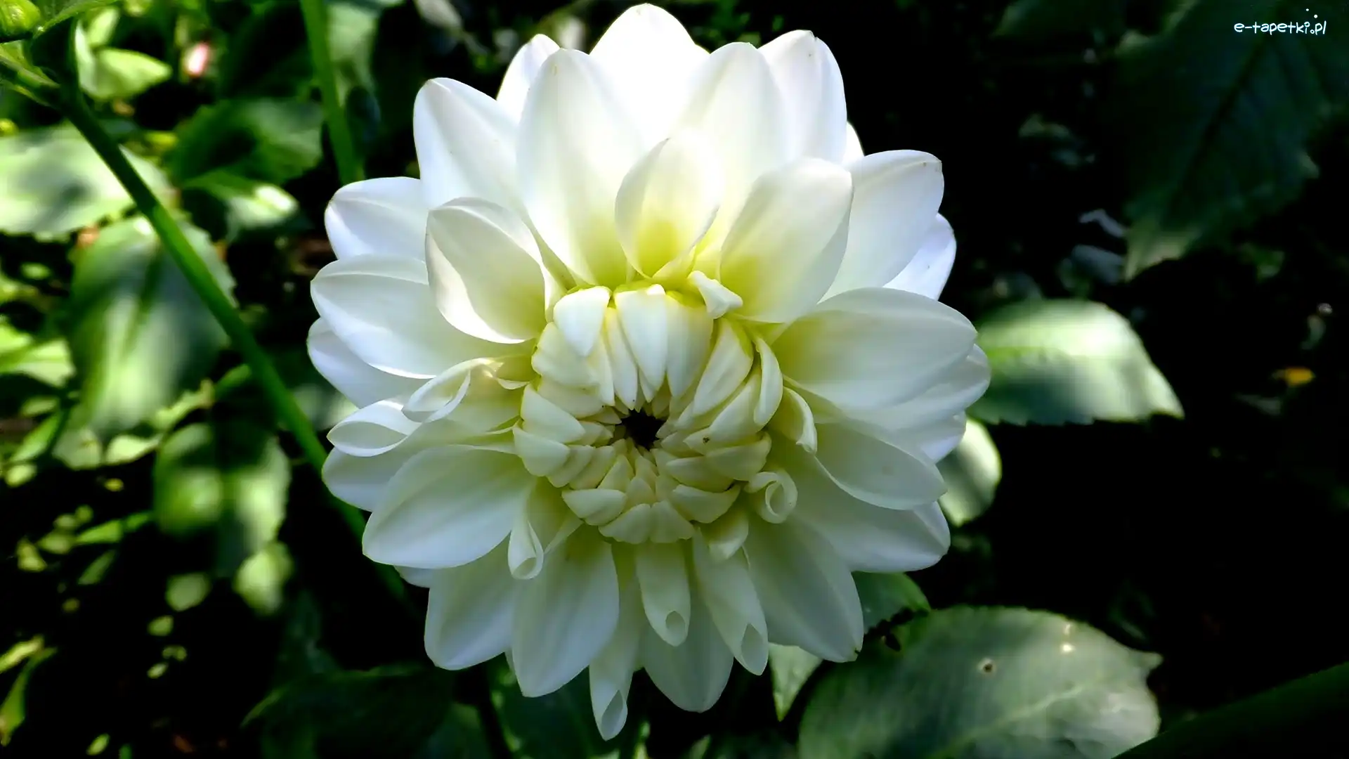 Dalia, Biała