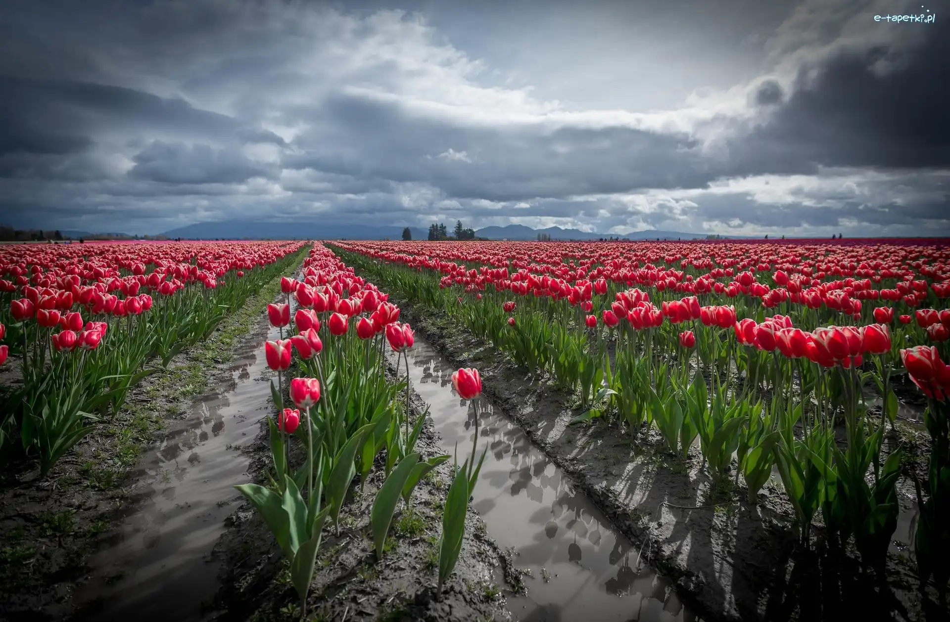 Uprawa, Tulipany, Czerwone