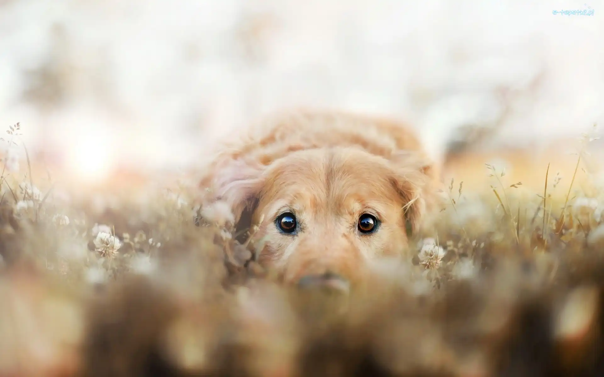 Golden Retriever, Łąka, Pies