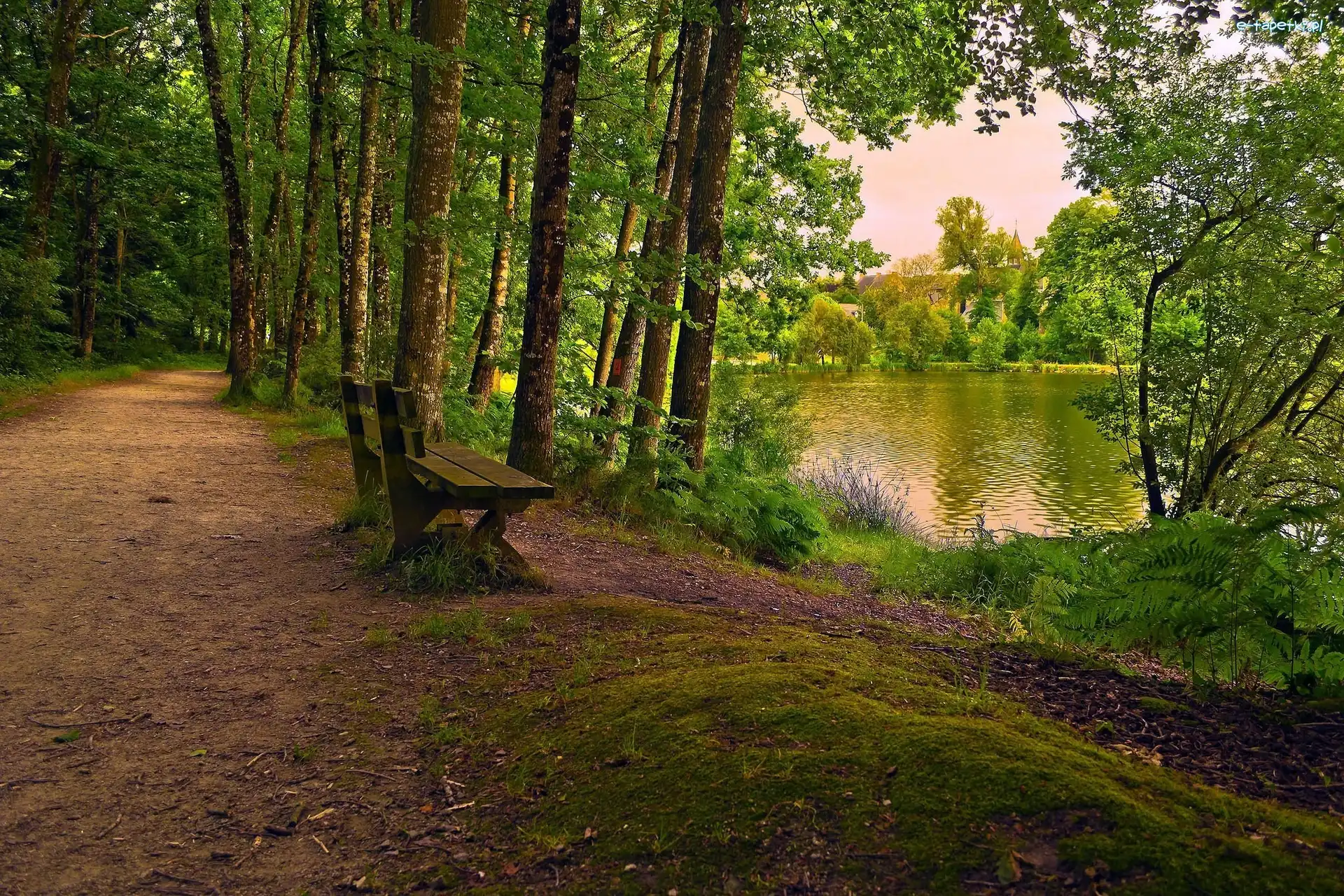 Las, Ławka, Dróżka, Budynki, Staw